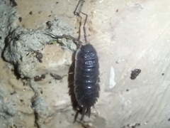Porcellio hoffmannseggii