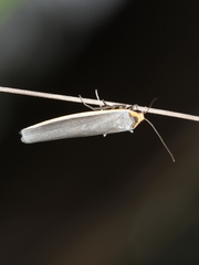 Palaeosia bicosta