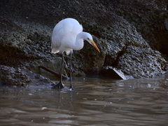 Ardea alba