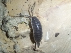 Porcellio hoffmannseggii