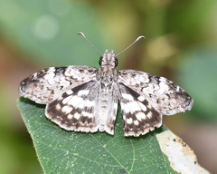 Chiomara asychis autander