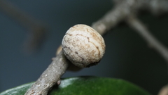 Allokermes cueroensis