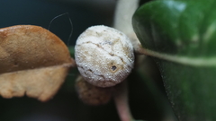 Allokermes cueroensis