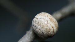 Allokermes cueroensis