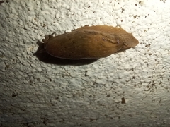Drusia valenciennii