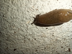 Drusia valenciennii