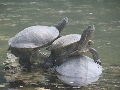 Trachemys decussata