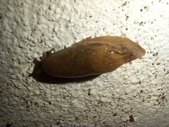 Drusia valenciennii