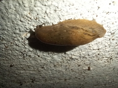 Drusia valenciennii