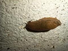 Drusia valenciennii