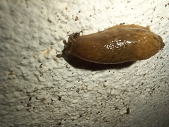 Drusia valenciennii