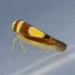 Colladonus clitellarius