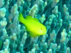 Gobiodon okinawae