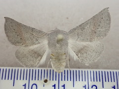 Oenochroma celidophora