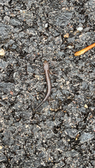 Plethodontidae