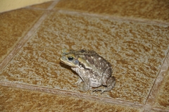 Rhinella diptycha