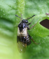 Abia fasciata