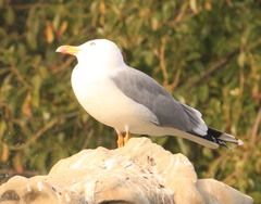 Larus michahellis michahellis