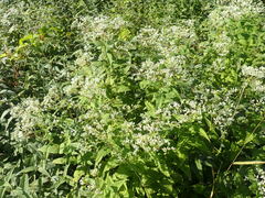 Eupatorium sessilifolium