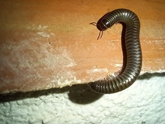 Ommatoiulus moreleti