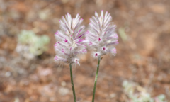 Ptilotus semilanatus