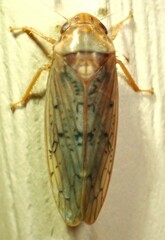 Ponana rubida