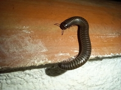 Ommatoiulus moreleti