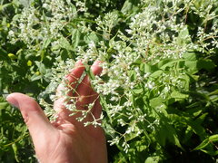 Eupatorium sessilifolium