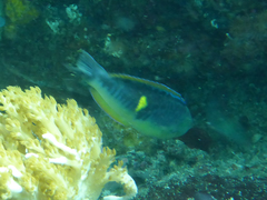 Pseudocoris bleekeri