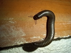 Ommatoiulus moreleti