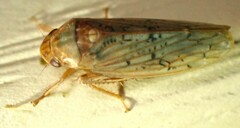 Ponana rubida