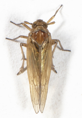 Pareuidella