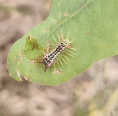Doratifera quadriguttata