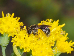 Chilalictus
