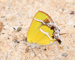 Chlorostrymon simaethis