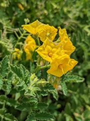 Solanum habrochaites