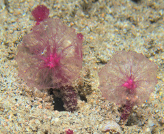 Oceanapia sagittaria