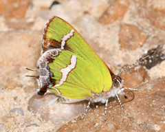 Chlorostrymon simaethis