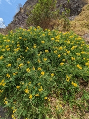 Solanum habrochaites