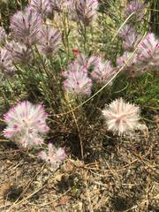 Ptilotus semilanatus