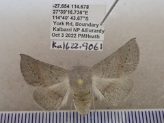 Oenochroma celidophora