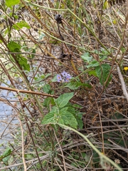 Solanum furcatum