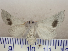 Oenochroma celidophora