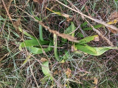 Plantago lanceolata