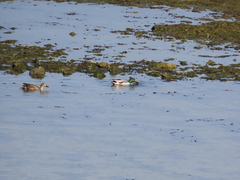 Anas platyrhynchos platyrhynchos