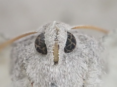 Oenochroma celidophora