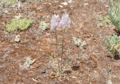 Ptilotus semilanatus