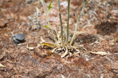 Ptilotus semilanatus