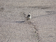 Motacilla alba alba