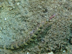 Corythoichthys haematopterus